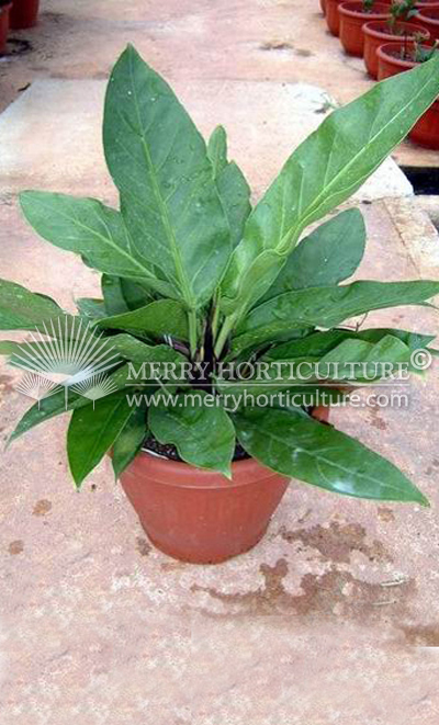 Anthurium Jungle bush 260